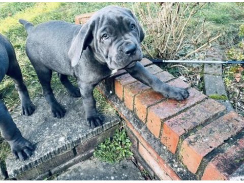 Sağlık ve ırk garantili cane corso yavru