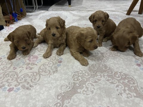 Maltipoo yavrular