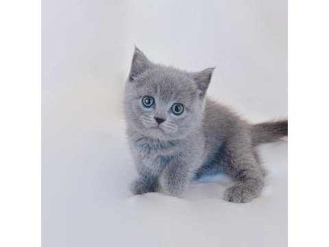 British shorthair yavruları