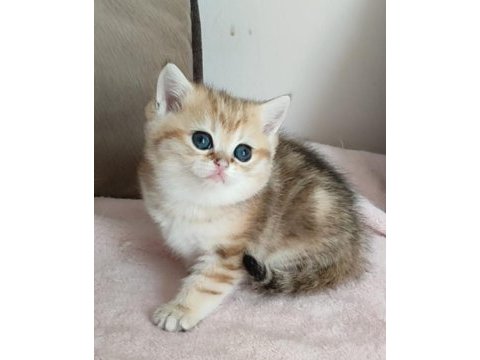 Safkan british shorthair