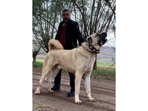Truva kangal köpek çiftliği