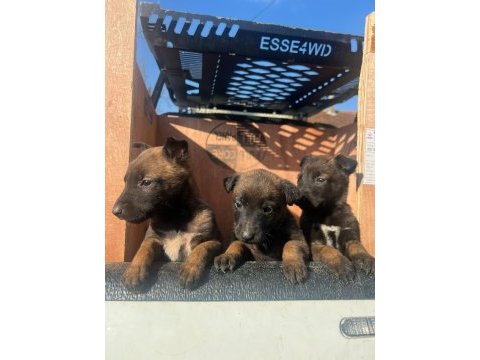 Belçika malinois yavrular