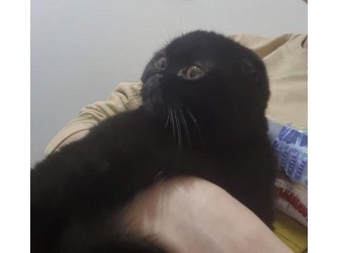 Scottish fold siyah