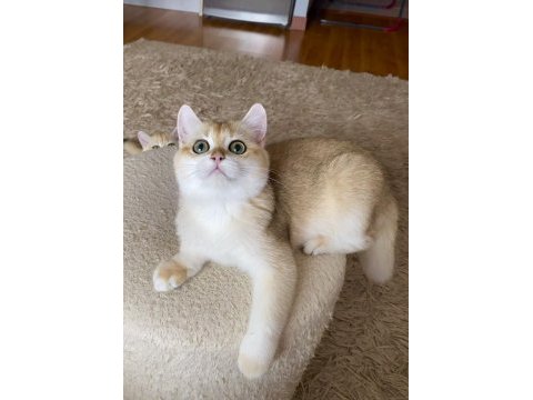 Safkan british shorthair golden erkek yavru