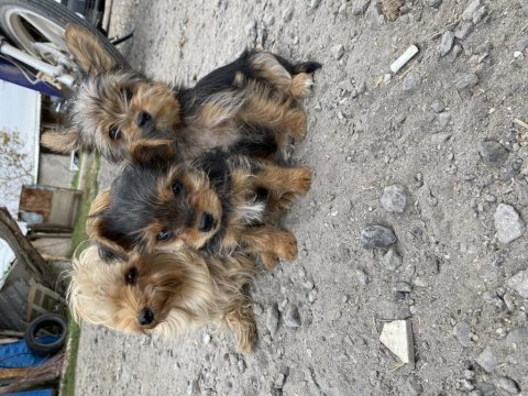 İpek sağlık garantili yorkshire terrier yavrular