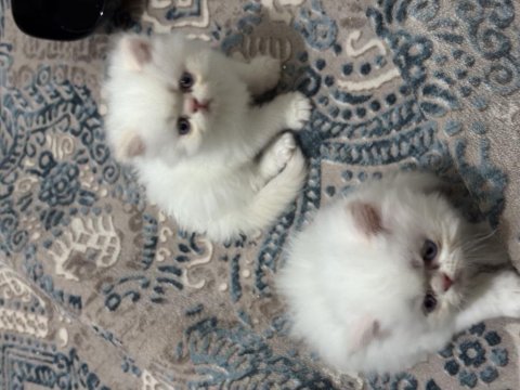 Konya iran persiyan bebeğim sahiplendirilecektir
