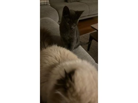5.5 aylık russian blue