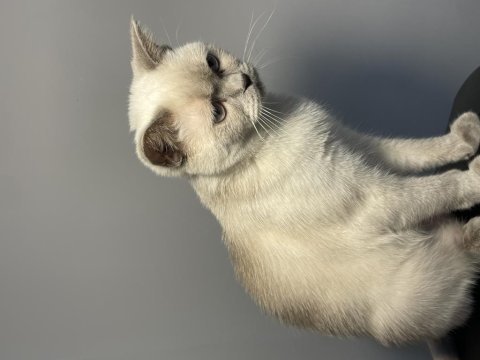 1 yaşında dişi ve erkek british shorthair