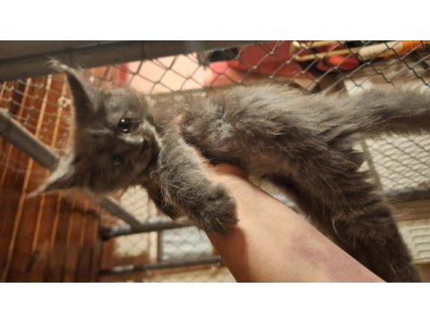 Safkan dev maine coon yavrular full şecere