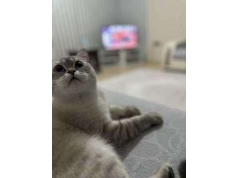 1 yaşında kısır dişi exotic shorthair