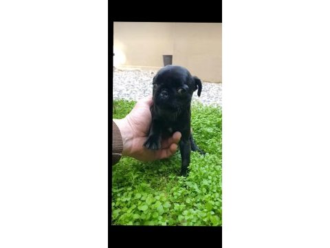 Yavru pug 3 aylık dişi siyah renk