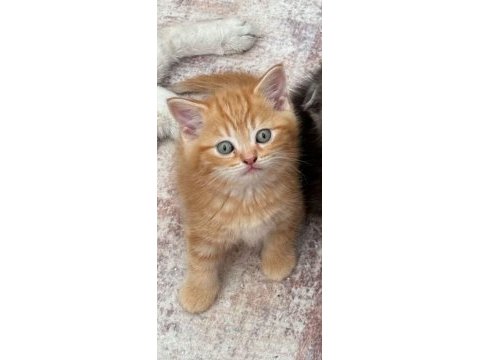 Uygun bebiş kediler yuva yeni yuvalarını arıyor