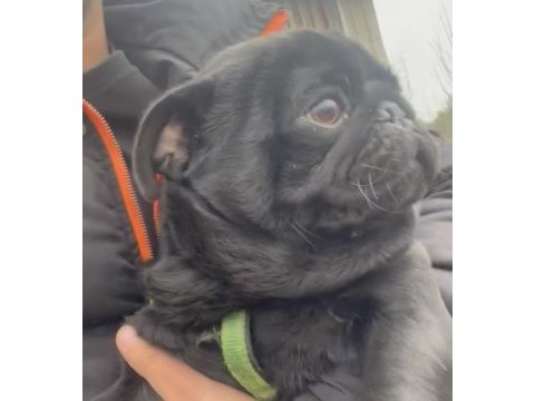 Pug köpeklerimiz sahiplendirilecektir