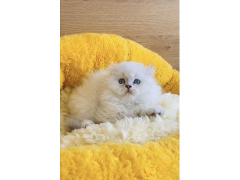 Maviş point british longhair bebeklerim 