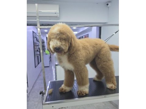 Full eğitimli 6 aylık dev poodle erkek yavru