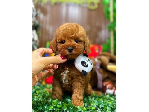 Yavru anti alerjik maltipoo