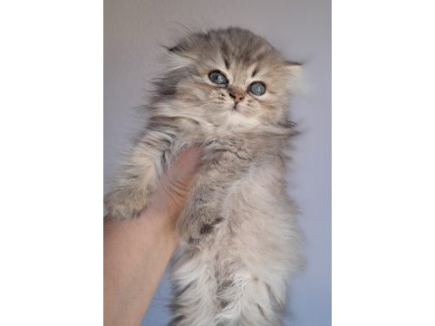 British longhair black tabby