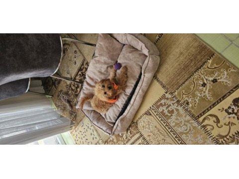5.5 aylık poodle oğlan