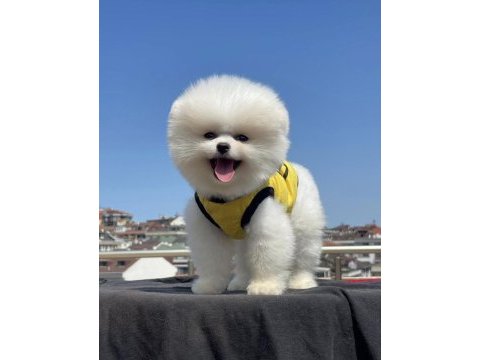Pomeranian boo orjinal ırk garantili aşılar tam