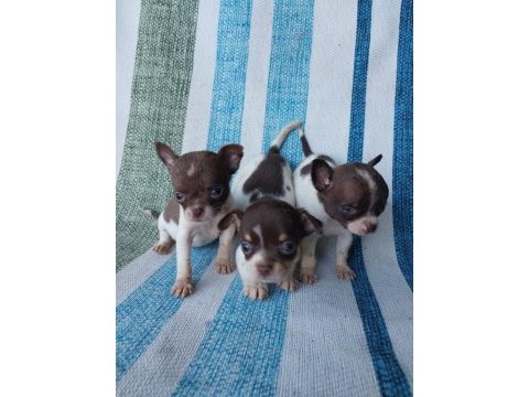 Chihuahua yavruları