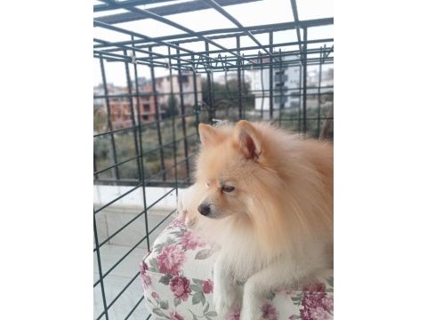 Erkek pomeranian oğlumuza eş arıyoruz