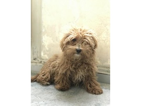 5 aylık dişi poodle günü gelen aşıları yapıldı