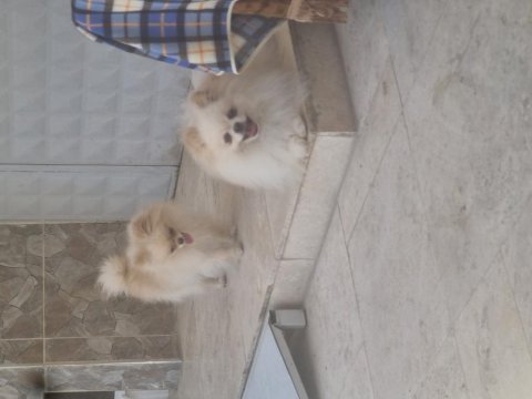 Sevgine zamanına emeğine değecek pomeranian arayanlara