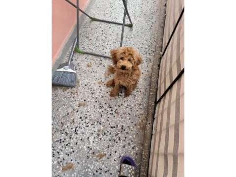 Red brown toy poodle
