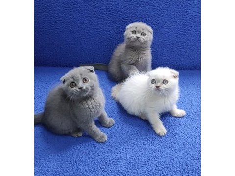 İstanbul içi 7/24 adrese teslim scottish fold ponçikler