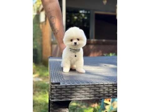 Sağlık ve ırk garantili pomeranian
