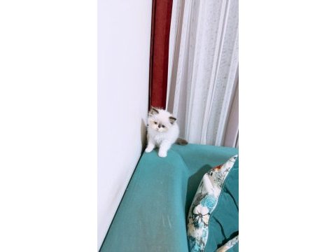 60 günlük erkek ragdoll yavru