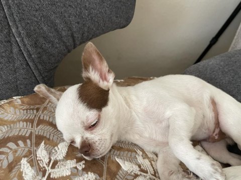5 aylık oyuncu chihuahua