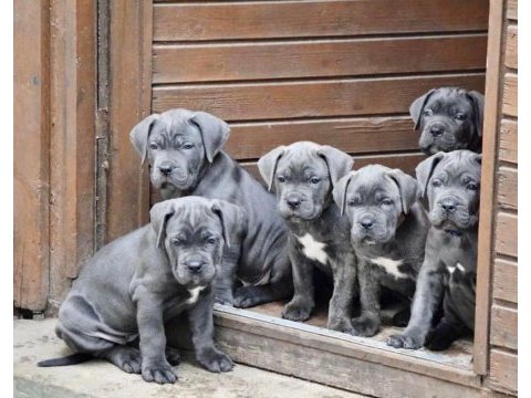 Orjinal blue cane corso yavrular