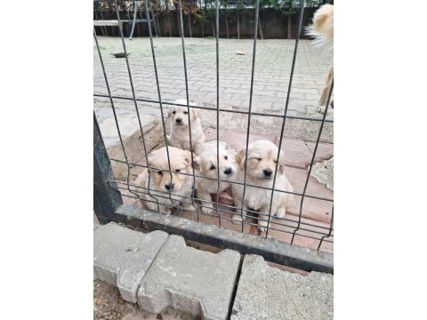 Golden retriever yavrular rezerveye açık