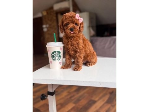2 adet dişi kg garantili poodle