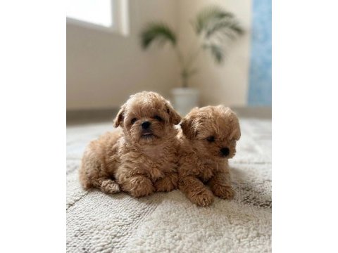 Korean maltipoo harikaları