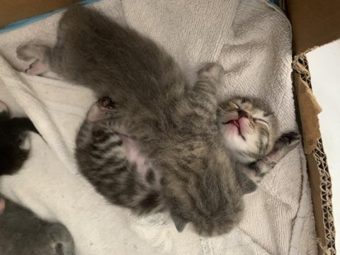Kırma kedi anne ve yavruları için yuva arıyorum