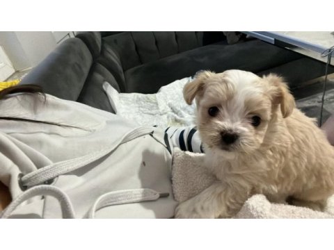 Maltese erkek köpeğimiz