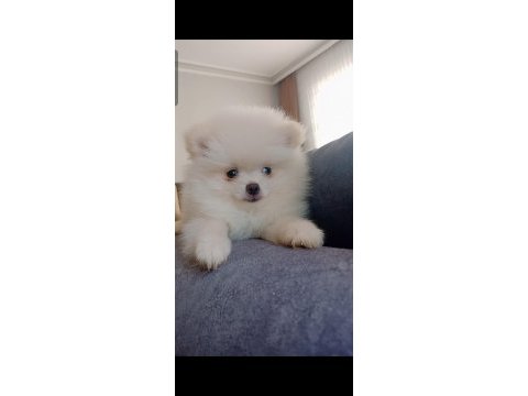 Pomeranian boo erkek yavru