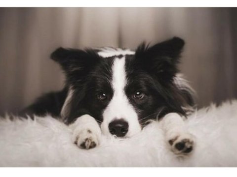 Üst kalite border collie yavruları çiftlikten 