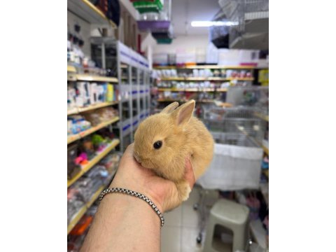 Cüce netherland dwarf yavrularımız