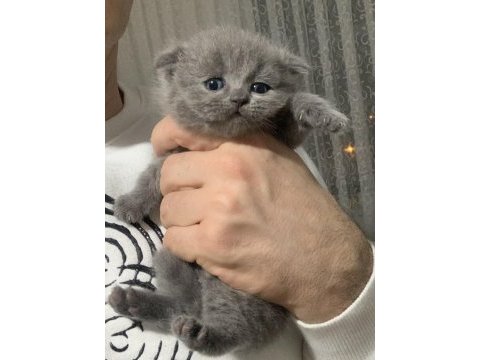 Evden safkan harika scottish fold yavrular