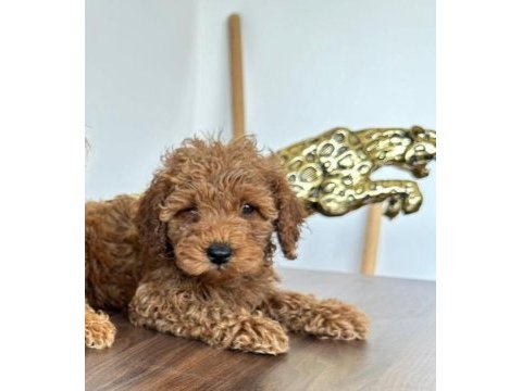 Acil sahiplendirilecek poodle