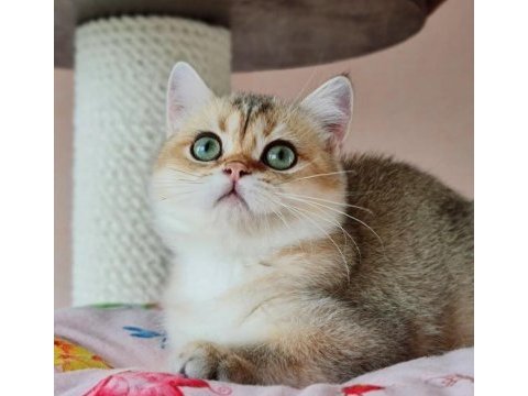 Golden a kalite british shorthair yavrular