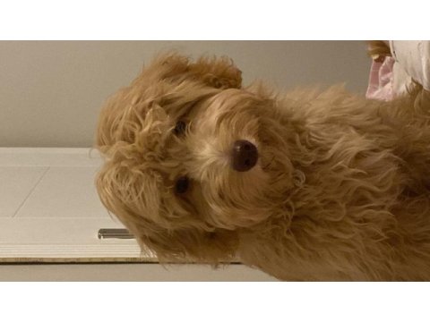 Maltipoo köpeğimize lilaya ömürlük yuva