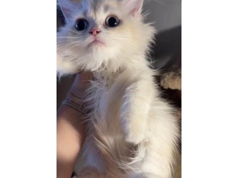 Blh cy12 mükemmel renk erkek british longhair