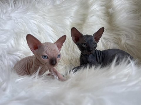 Sphynx sfenks tüysüz dişi erkek yavruları