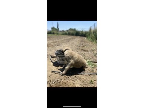 Saf kan şecereli yavru kangallar