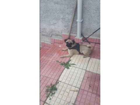 Pug mops ücretsiz açıklamayı okuyun