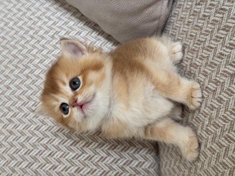Show kalite golden british shorthair yavrular